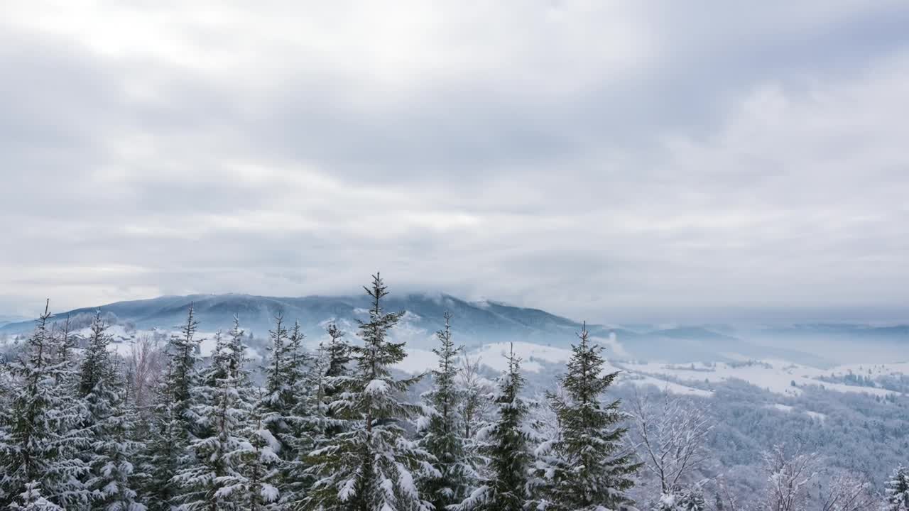 Video Stock Christmas Trees In A Winter Landscape Live Wallpaper For PC