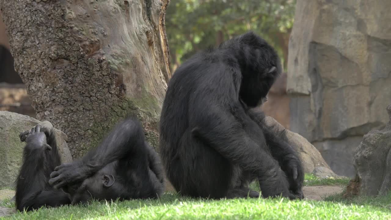 Video Stock Chimps Resting In The Shade Live Wallpaper For PC
