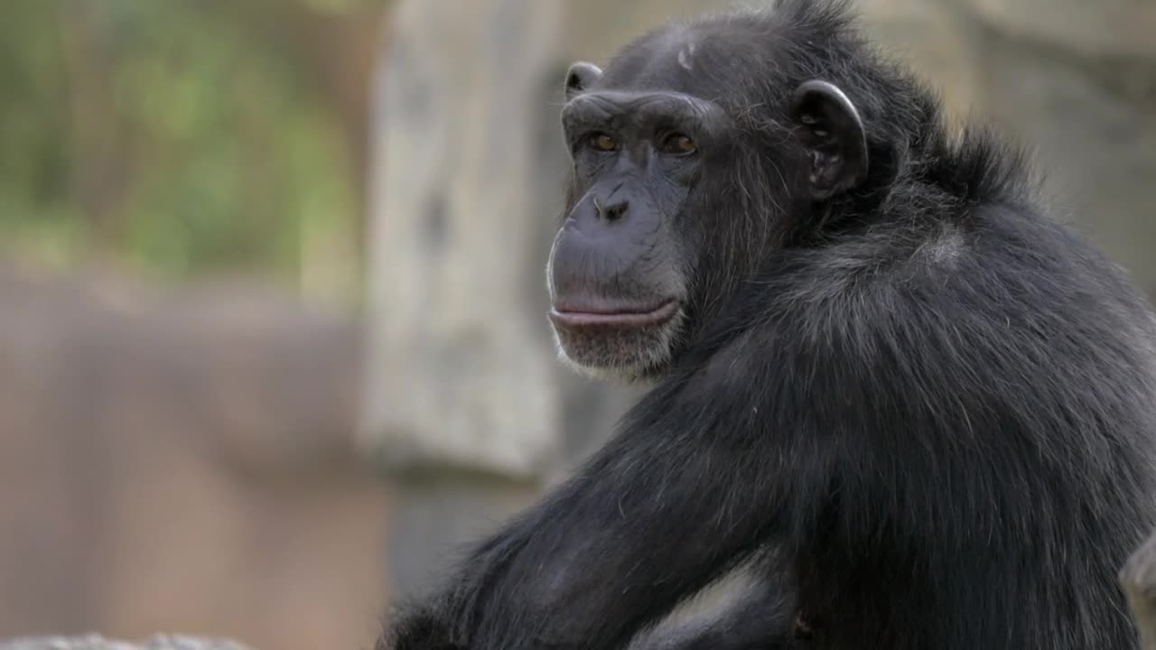 Video Stock Chimpanzee Opening Their Mouth Live Wallpaper For PC