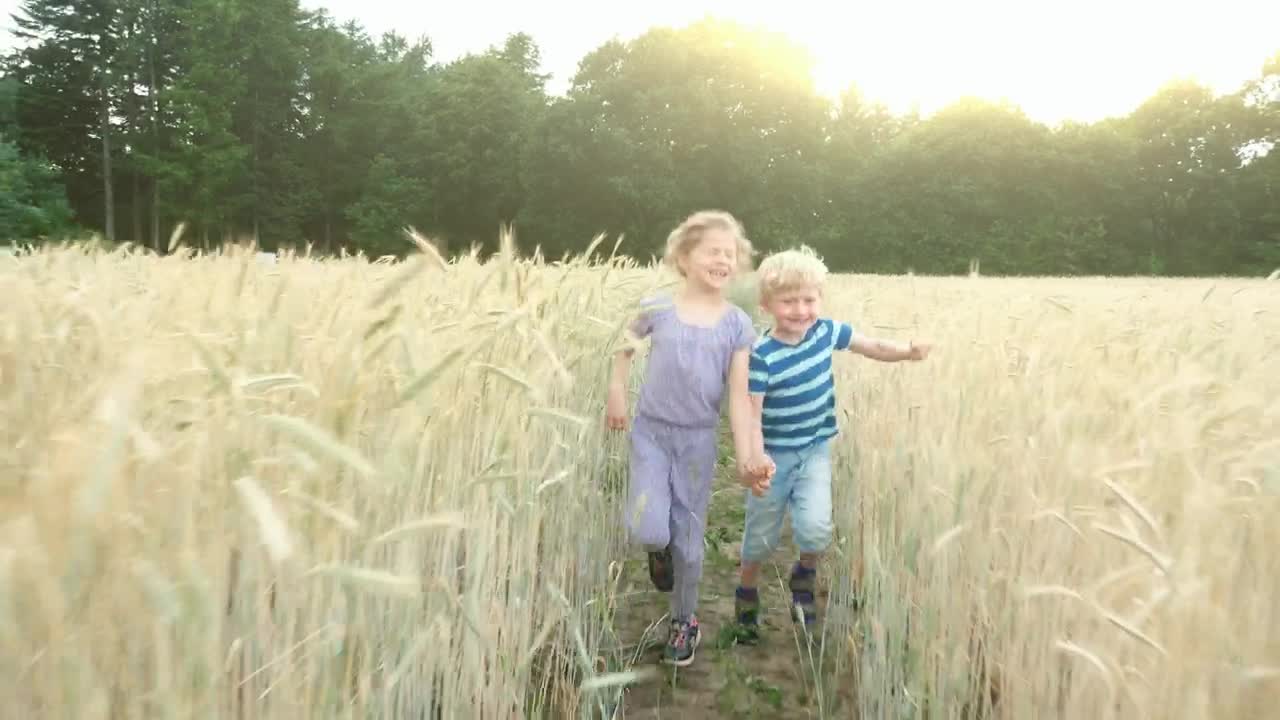 Video Stock Children Walking Through A Wheat Field At Summer Live Wallpaper For PC