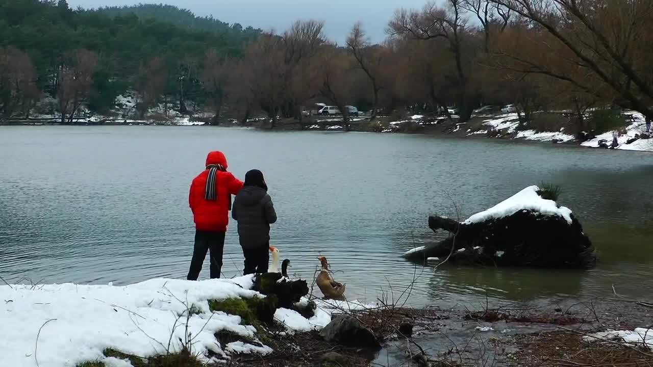 Video Stock Children Feeding Ducks On A Lake In Winter Live Wallpaper For PC