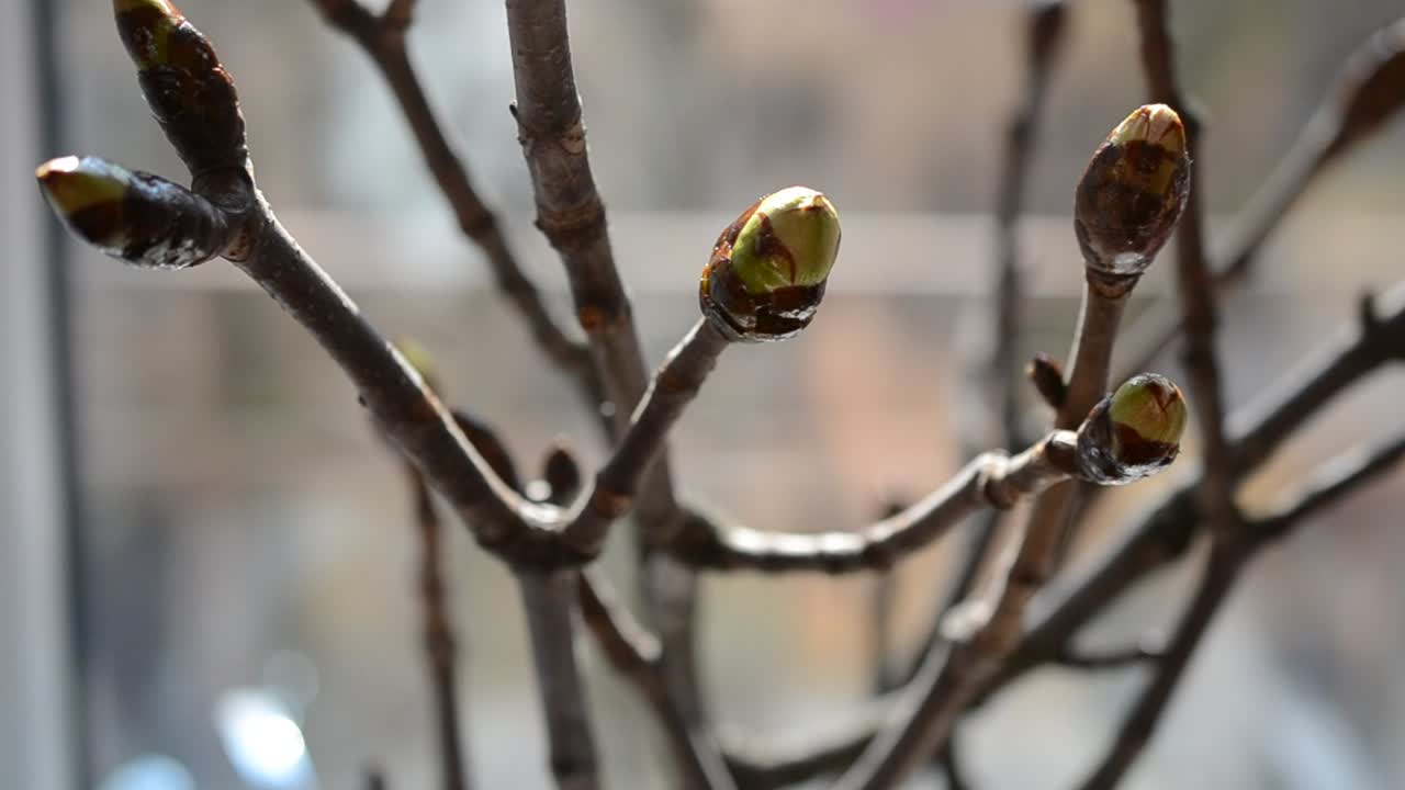 Video Stock Chestnut Tree In The City Live Wallpaper For PC