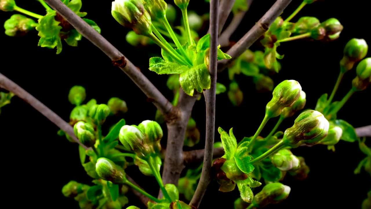 Video Stock Cherry Tree Flowers Opens Live Wallpaper For PC