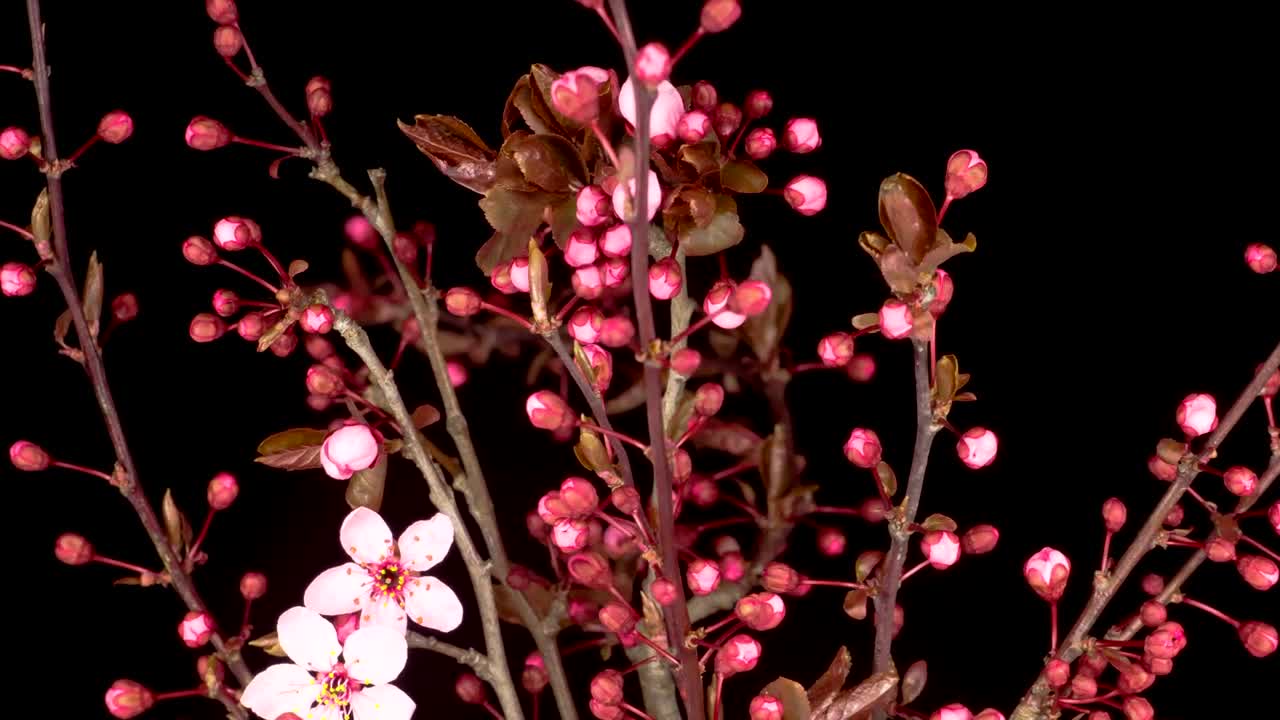 Video Stock Cherry Tree Flowers Open On The Branches Live Wallpaper For PC