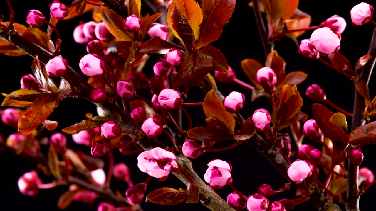 Video Stock Cherry Tree Flowers Blossoming Live Wallpaper For PC