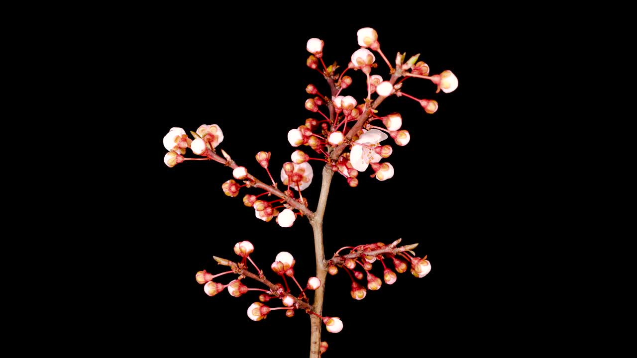 Video Stock Cherry Tree Blossoms Opens Live Wallpaper For PC