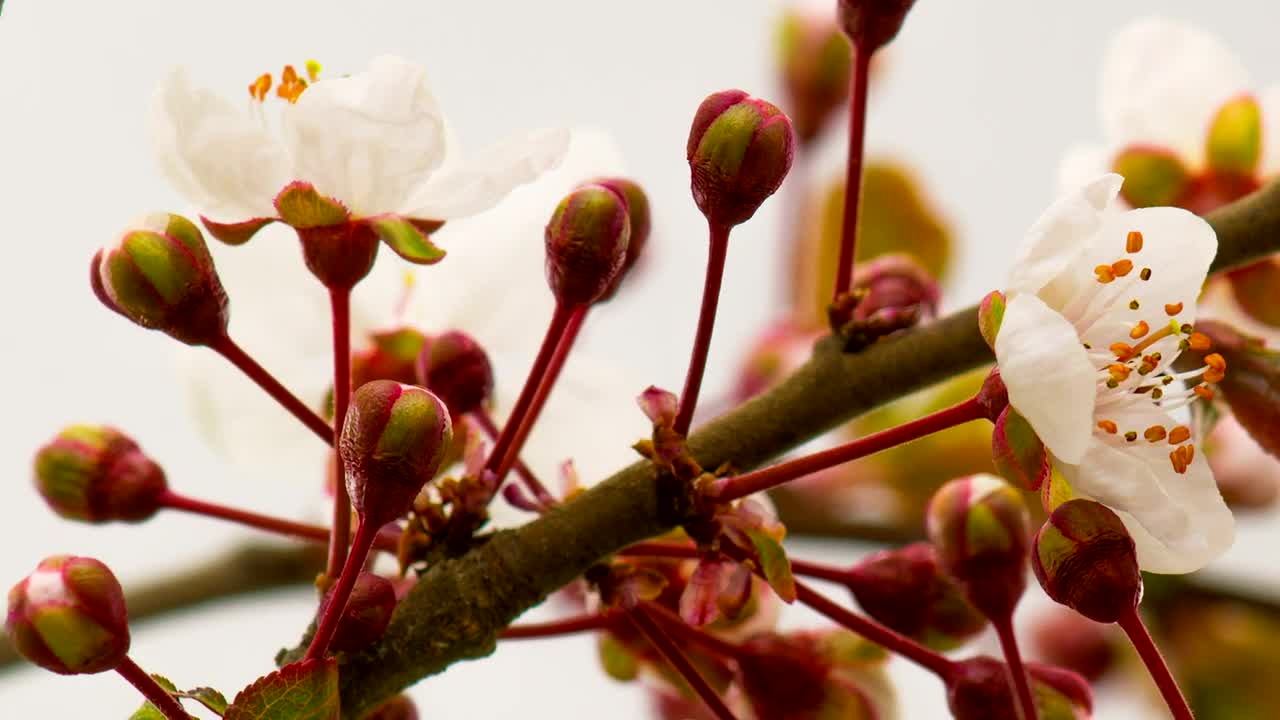 Video Stock Cherry Blossoms Bloom Live Wallpaper For PC