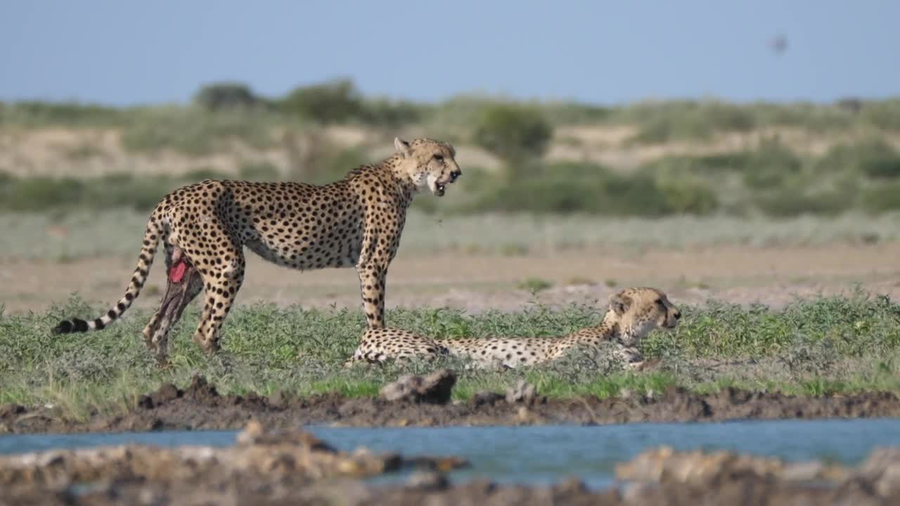 Video Stock Cheetahs Near A Water Hole Live Wallpaper For PC