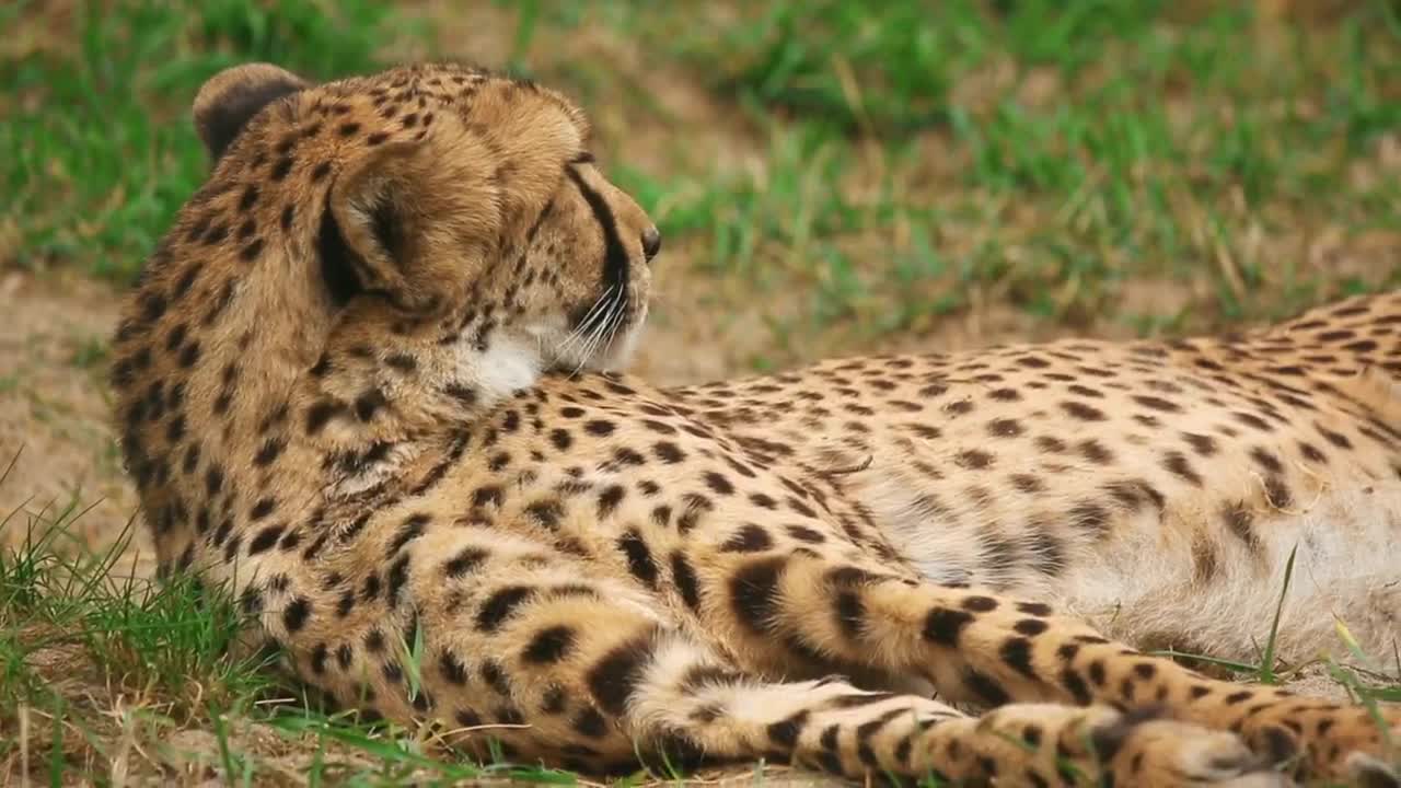 Video Stock Cheetah Resting On The Ground Live Wallpaper For PC