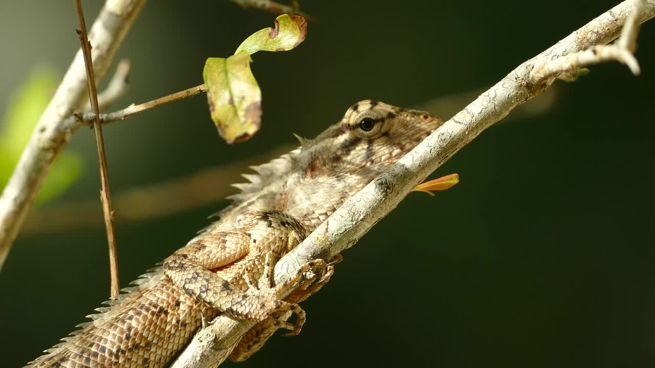 Video Stock Chameleon Resting On A Branch Live Wallpaper For PC