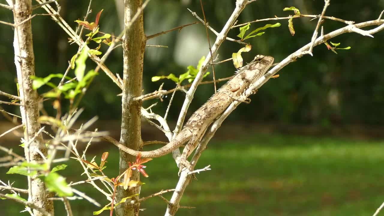 Video Stock Chameleon Perched On A Branch Live Wallpaper For PC