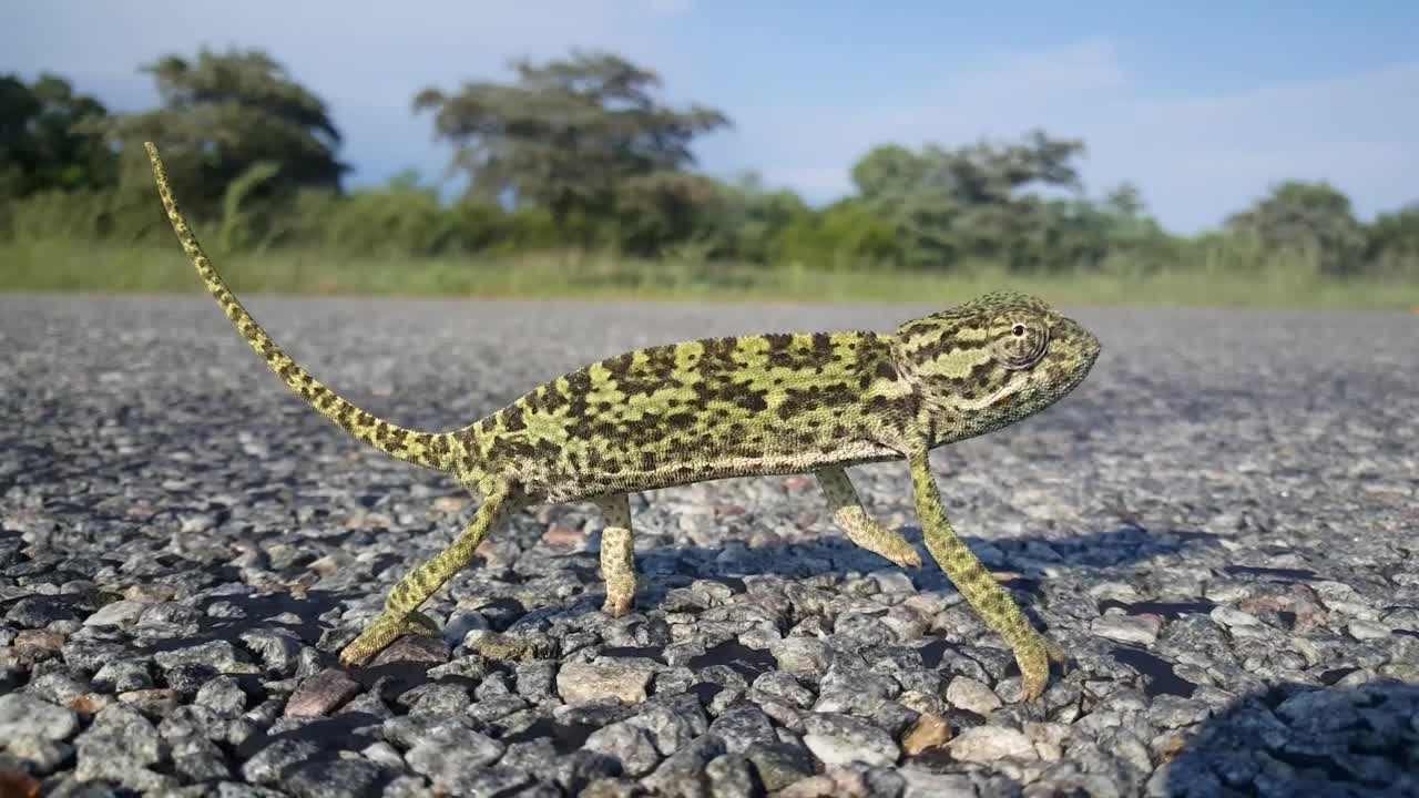 Video Stock Chameleon Looking Around On A Rocky Ground Live Wallpaper For PC