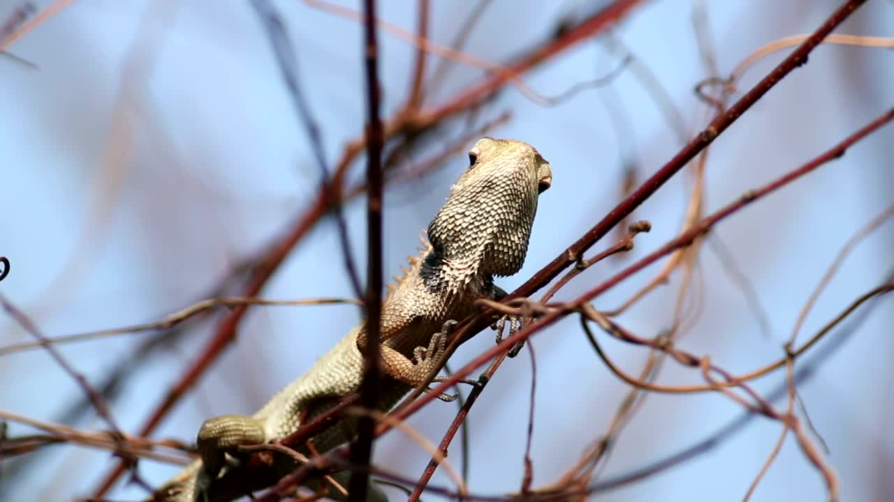 Video Stock Chameleon In The Wild Live Wallpaper For PC