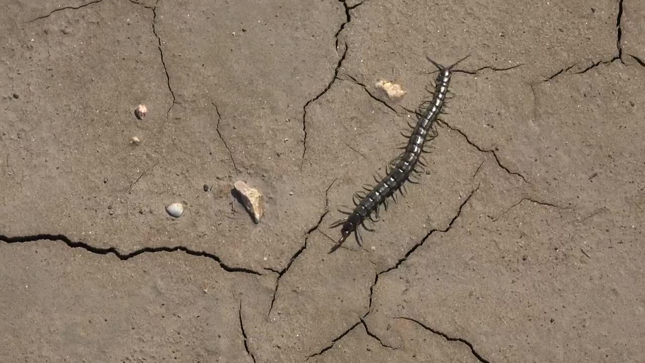 Video Stock Centipede Walking In A Cracked Soil Live Wallpaper For PC