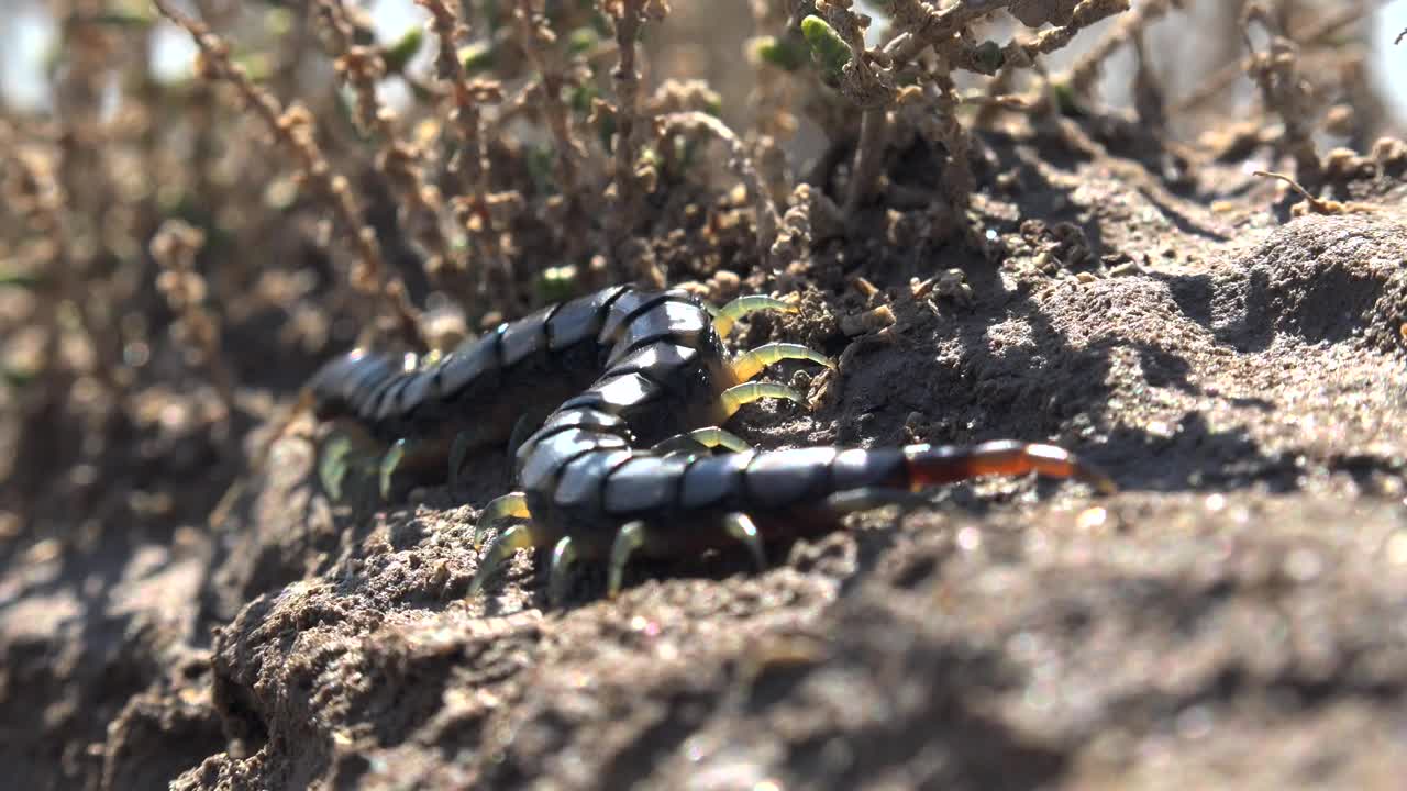 Video Stock Centipede On The Ground Live Wallpaper For PC