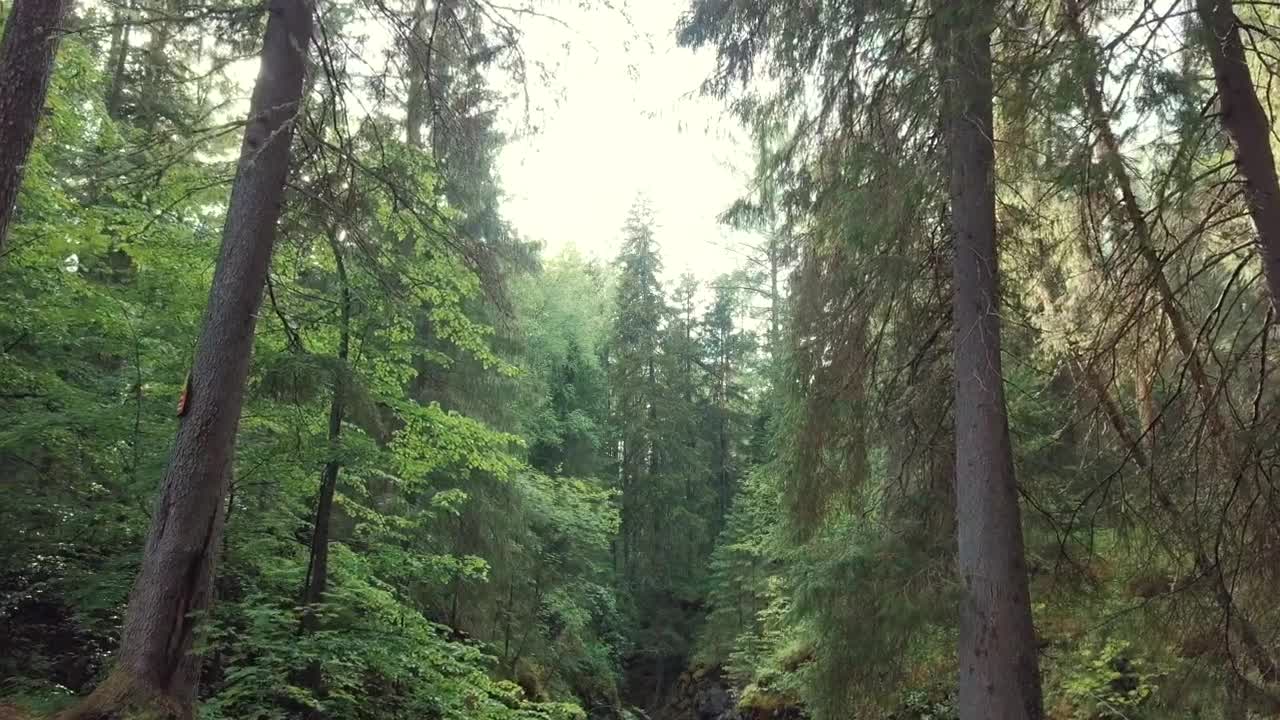 Video Stock Cave Hidden In A Forest Live Wallpaper For PC