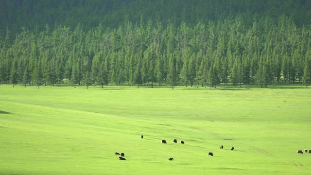 Video Stock Cattle In A Large Green Valley Smal Live Wallpaper For PC