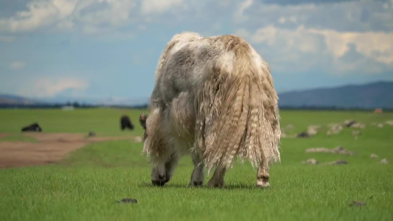 Video Stock Cattle Grazing In The Valley Live Wallpaper For PC