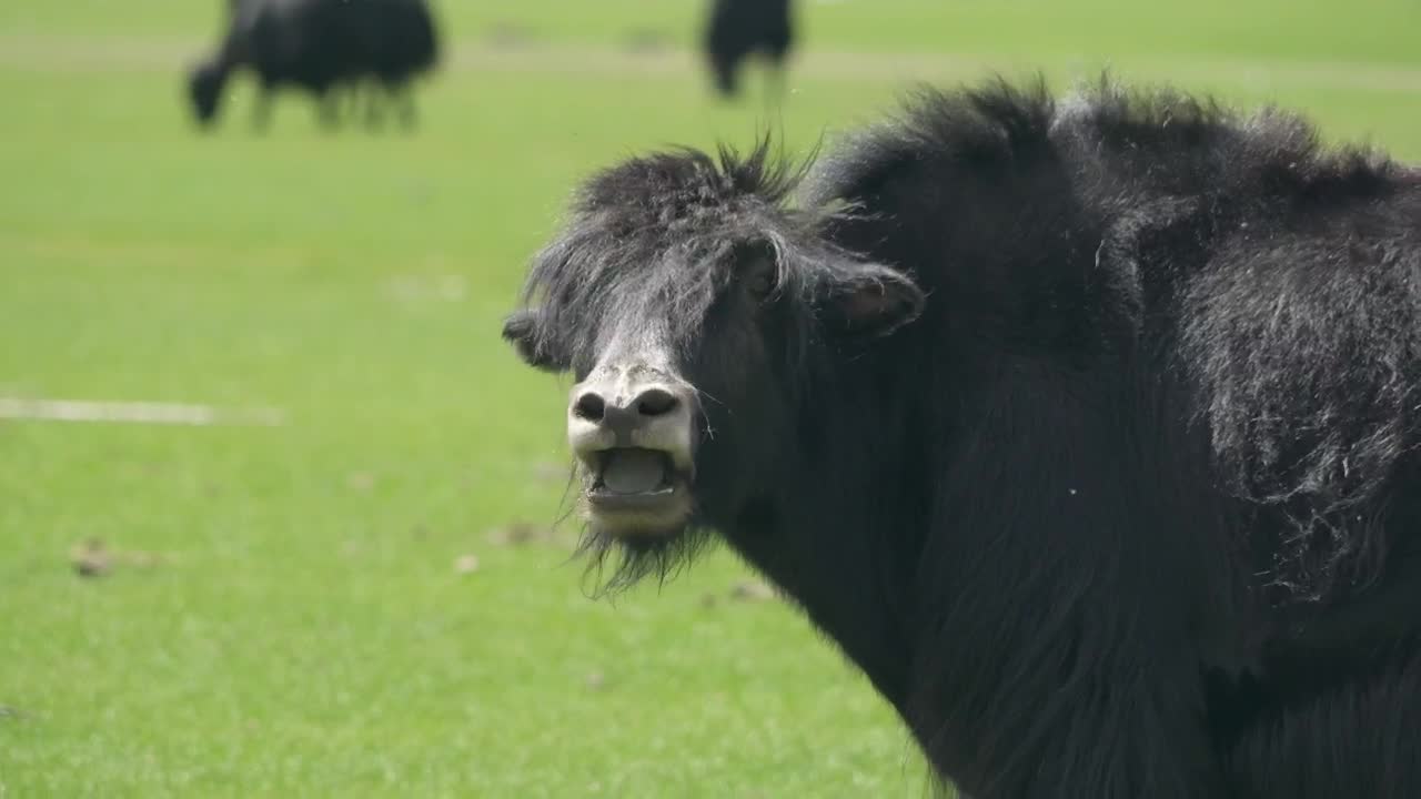 Video Stock Cattle Eating In A Green Valley Live Wallpaper For PC