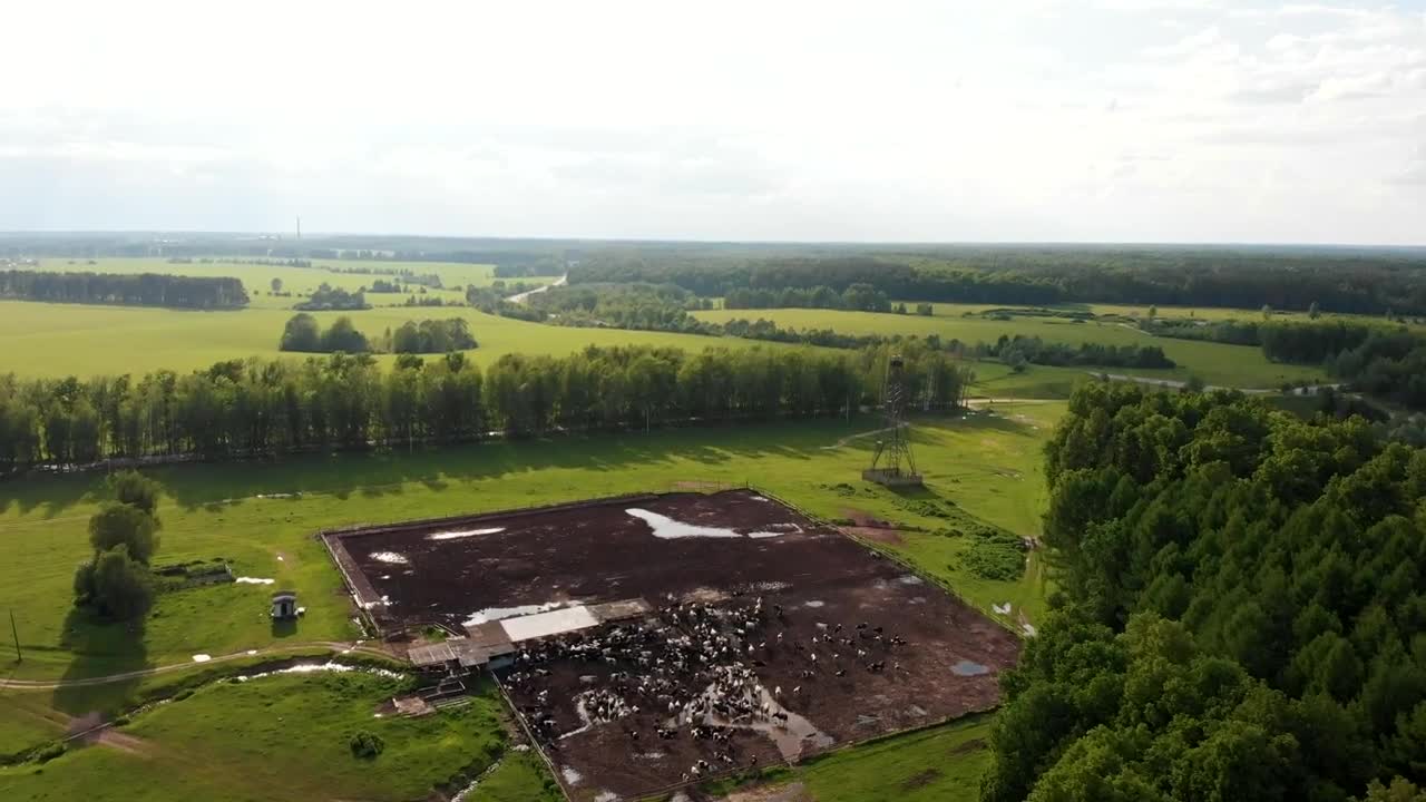 Video Stock Cattle Breeding Field In The Middle Of The Forest Live Wallpaper For PC