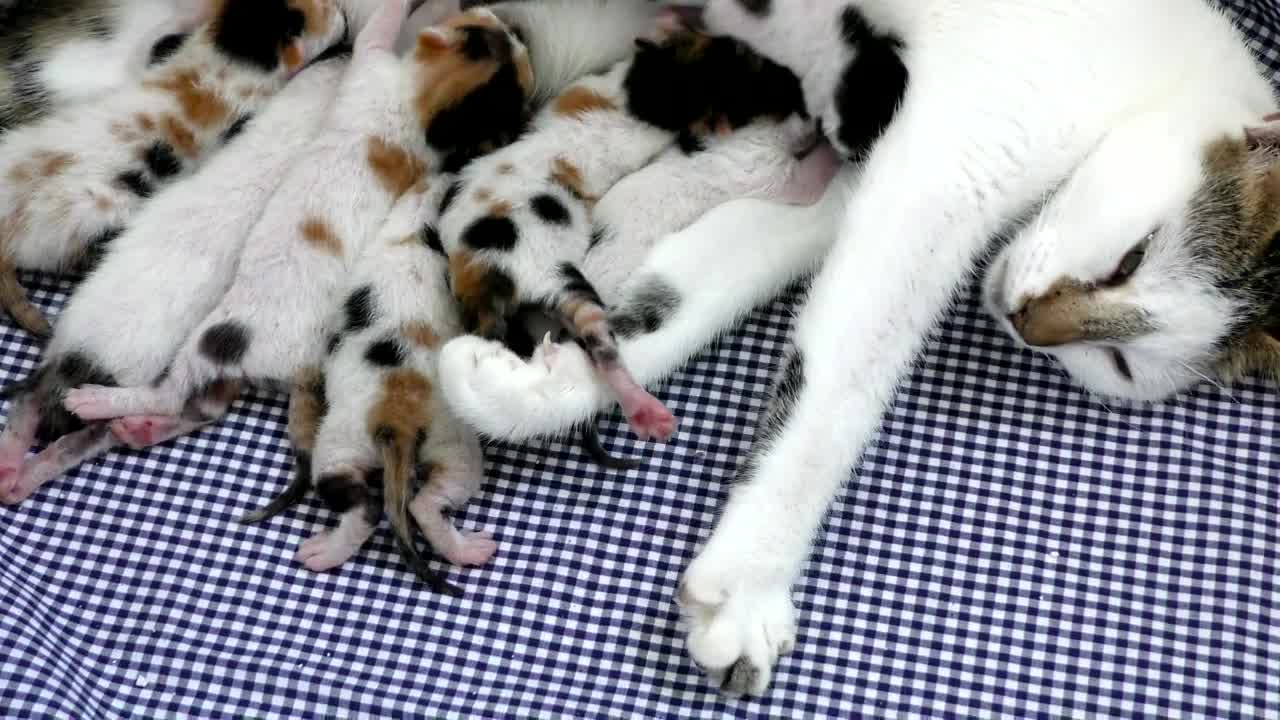 Video Stock Cats Being Suckled Live Wallpaper For PC