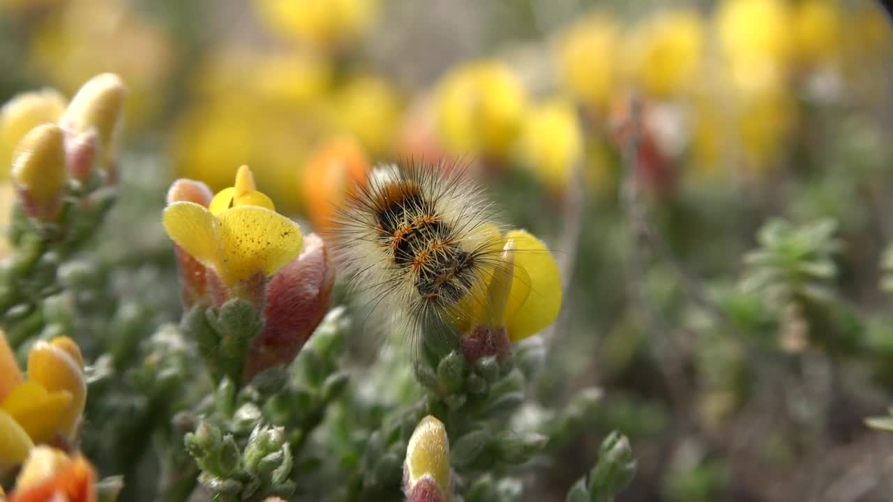 Video Stock Caterpillar Eating A Yellow Flower Live Wallpaper For PC