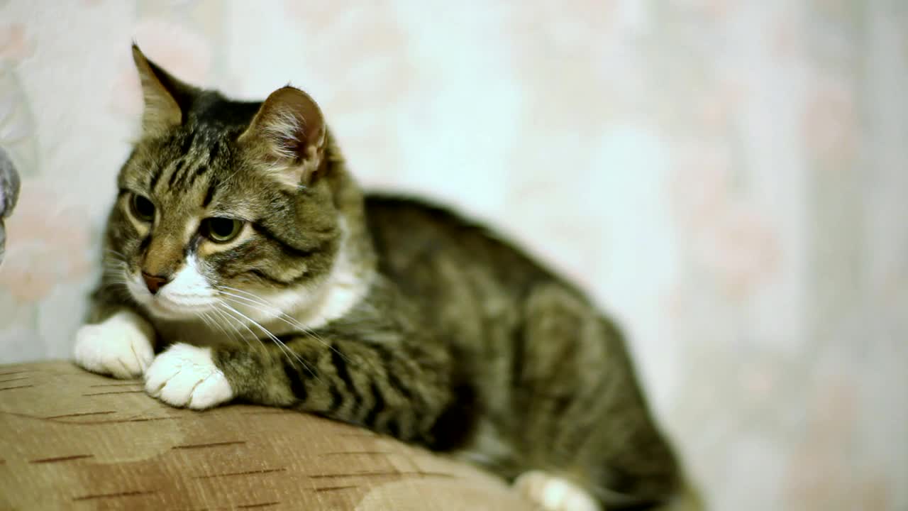 Video Stock Cat Yawning Over The Couch Live Wallpaper For PC