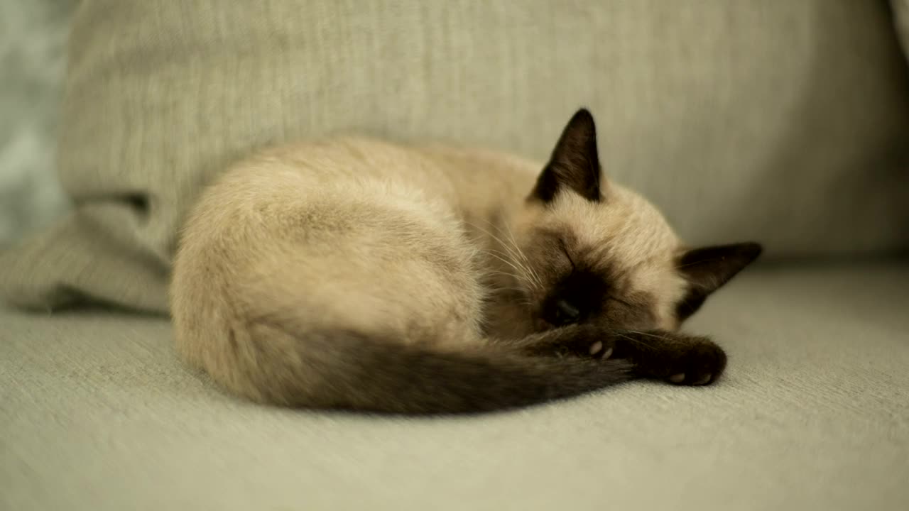 Video Stock Cat Taking A Nap Live Wallpaper For PC