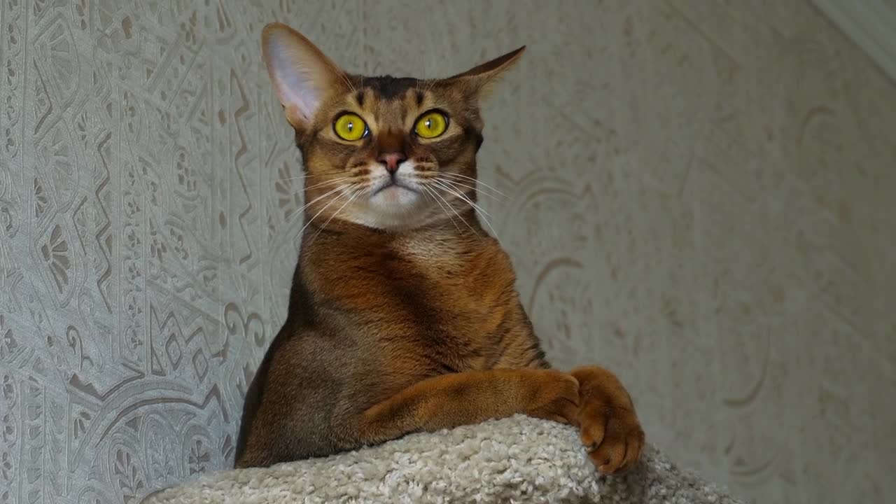 Video Stock Cat Rubbing His Head Live Wallpaper For PC