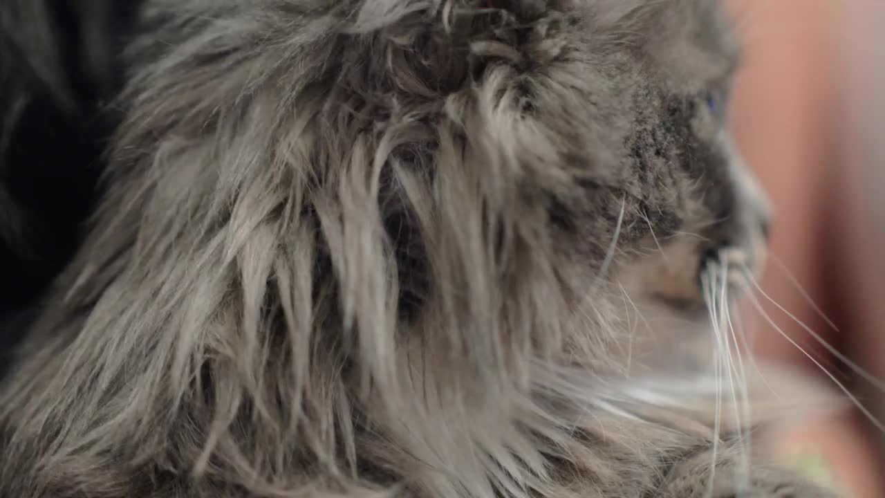 Video Stock Cat Enjoying A Belly Stratch Live Wallpaper For PC