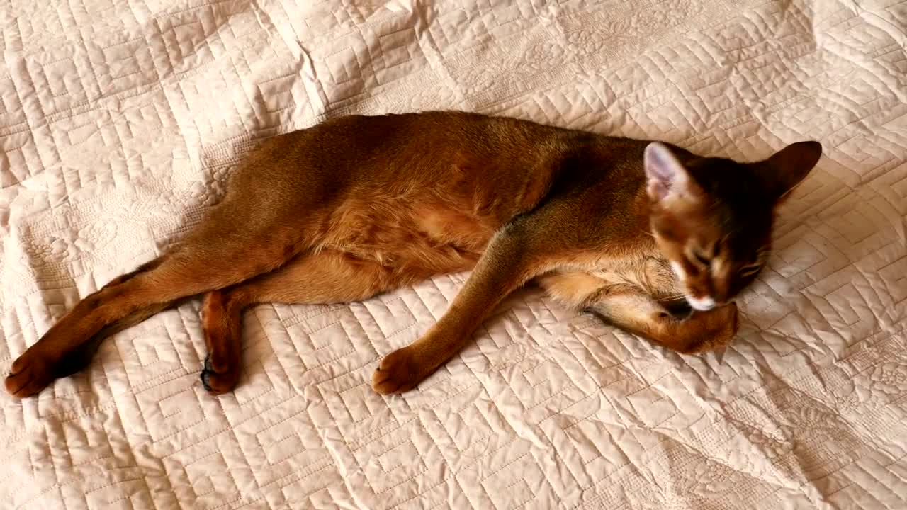 Video Stock Cat Cleaning His Paw Live Wallpaper For PC