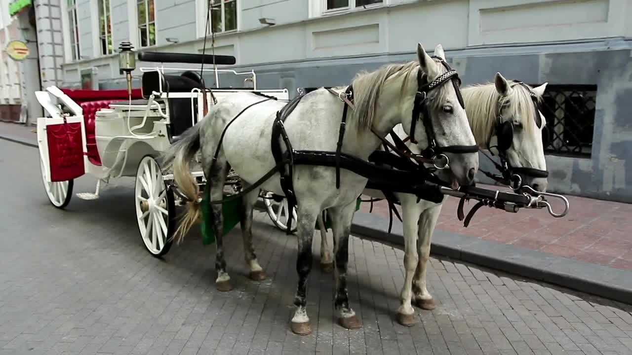 Video Stock Carriage Horses In The Street Live Wallpaper For PC