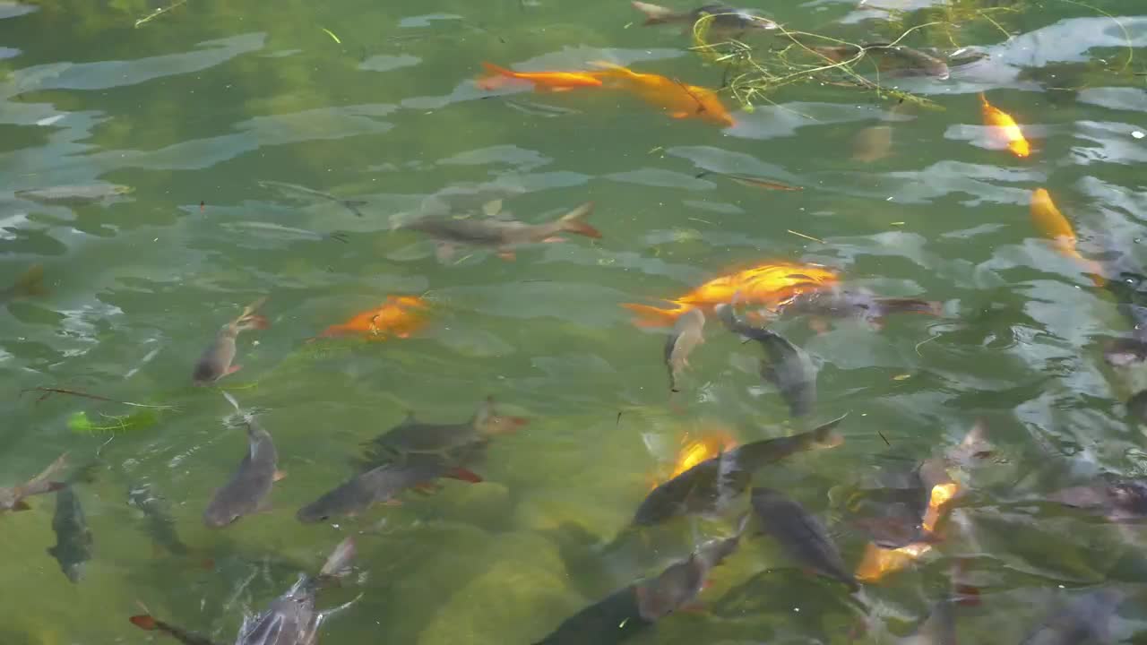 Video Stock Carp In A Large Pond Live Wallpaper For PC