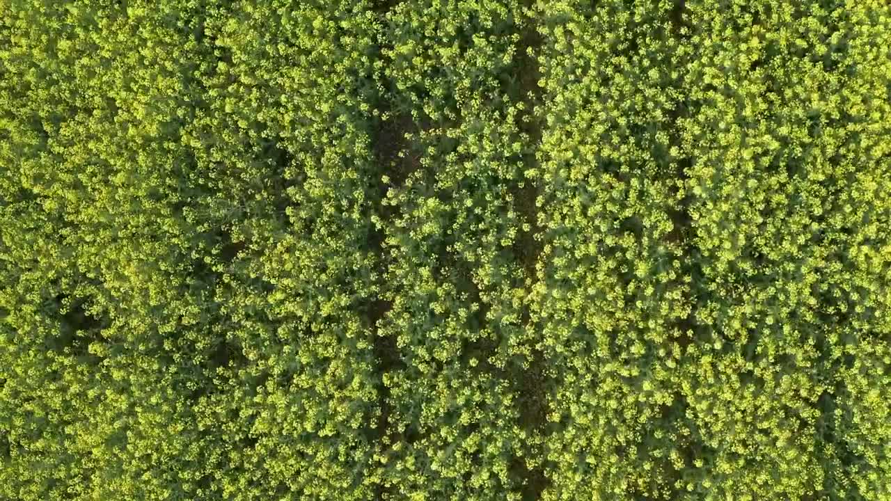 Video Stock Canola Plants In Early Summer Live Wallpaper For PC