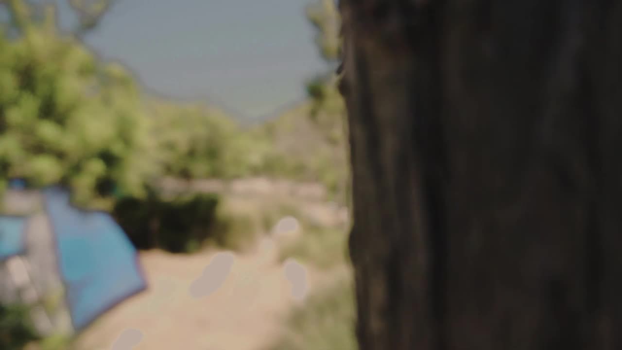 Video Stock Campground Between Trees Live Wallpaper For PC