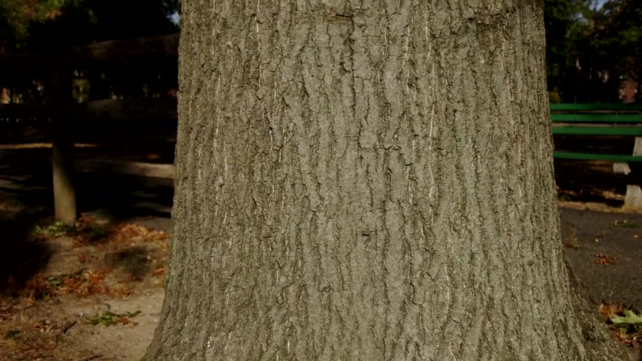Video Stock Camera Moving Up A Tree Trunk Live Wallpaper For PC