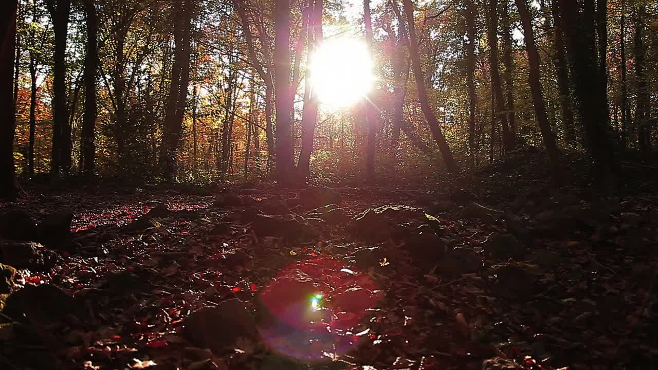 Video Stock Camera Moving Through An Autumn Forest Live Wallpaper For PC
