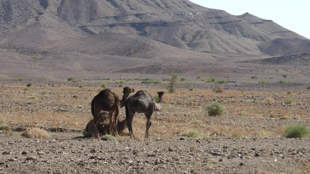 Video Stock Camels In A Dusty Desert Live Wallpaper For PC