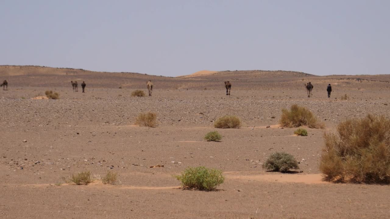 Video Stock Camel Shepherd And His Camels In The Desert Live Wallpaper For PC