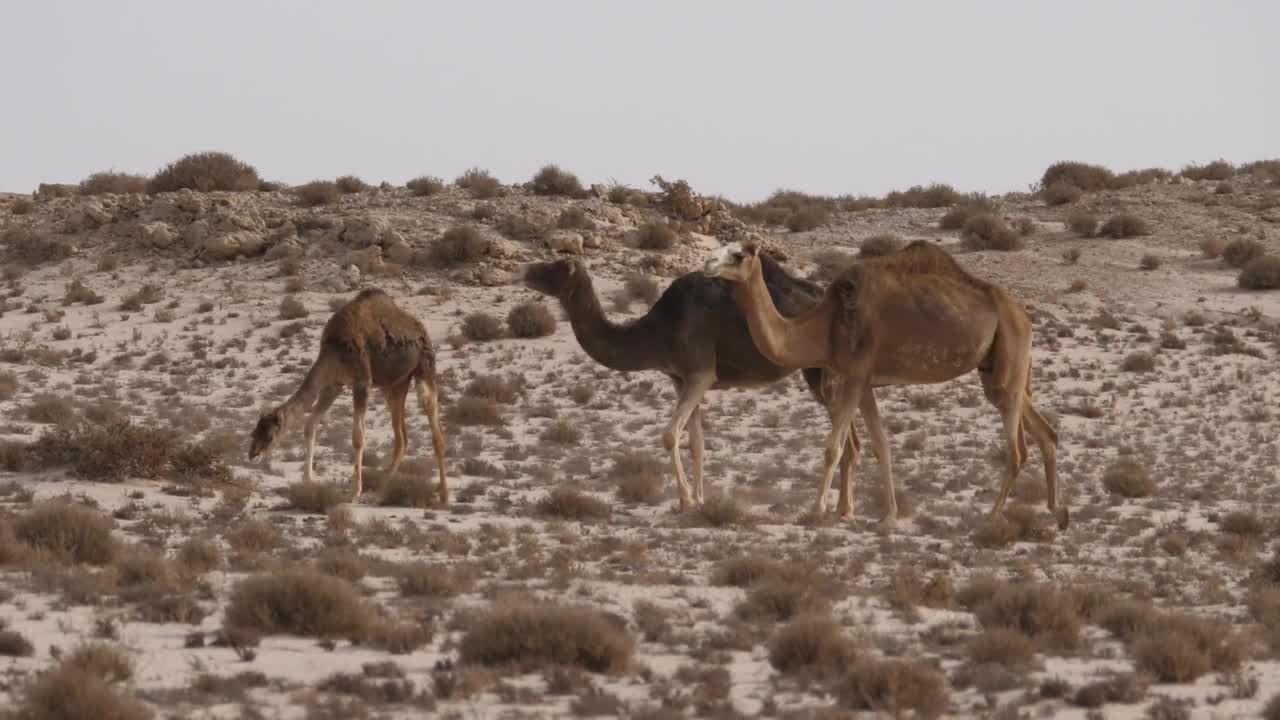 Video Stock Camel Herd Walking On A Desert Live Wallpaper For PC