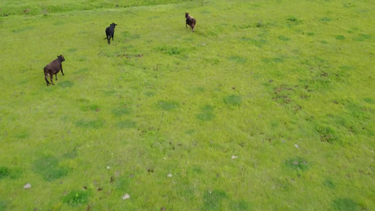 Video Stock Calves In A Meadow In An Aerial Shot Live Wallpaper For PC