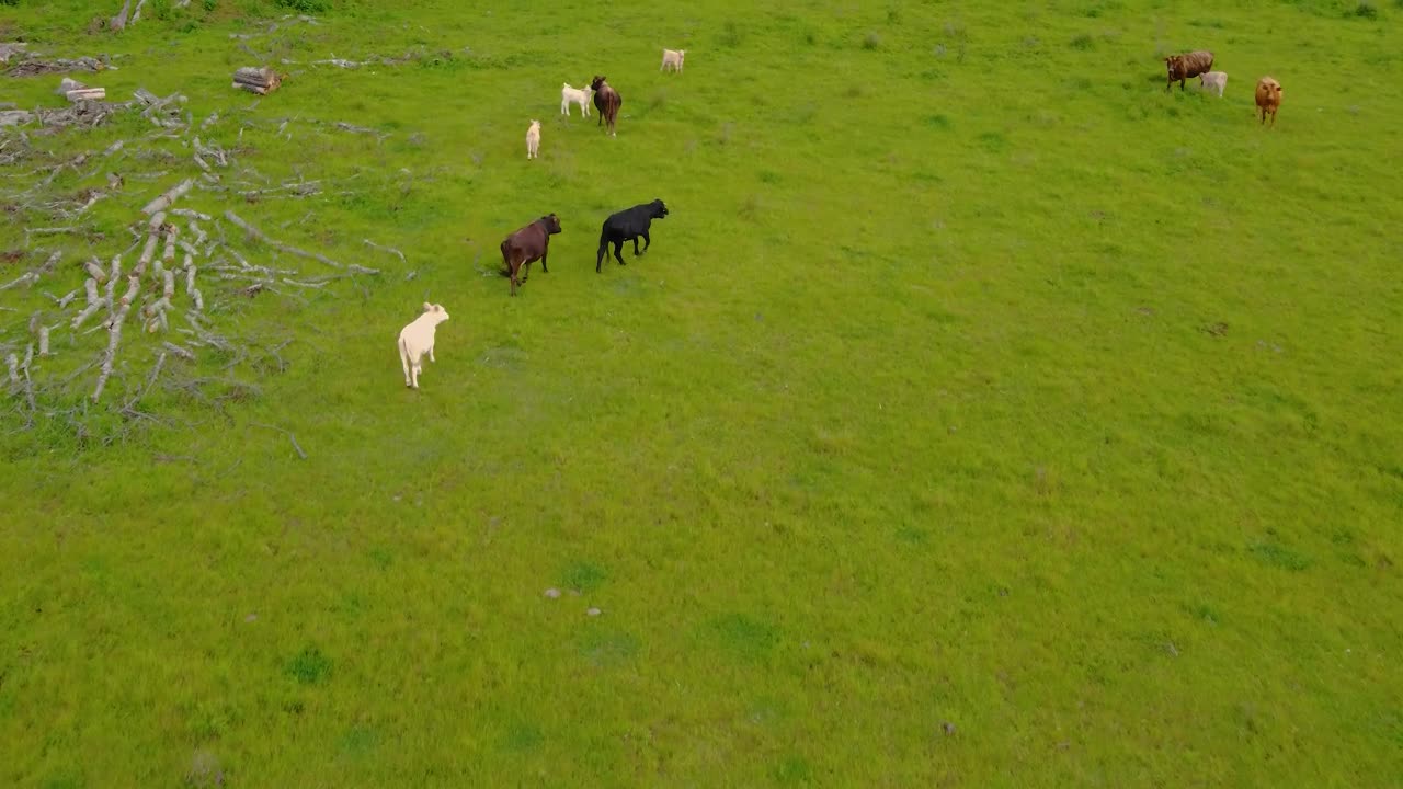 Video Stock Calves Feeding In A Meadow With Grass Live Wallpaper For PC