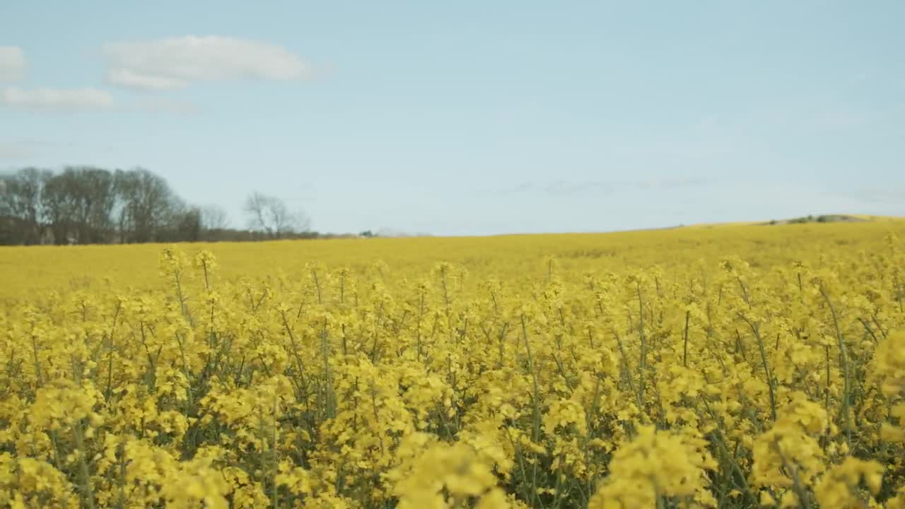 Video Stock Calm Breeze Over Fields Live Wallpaper For PC