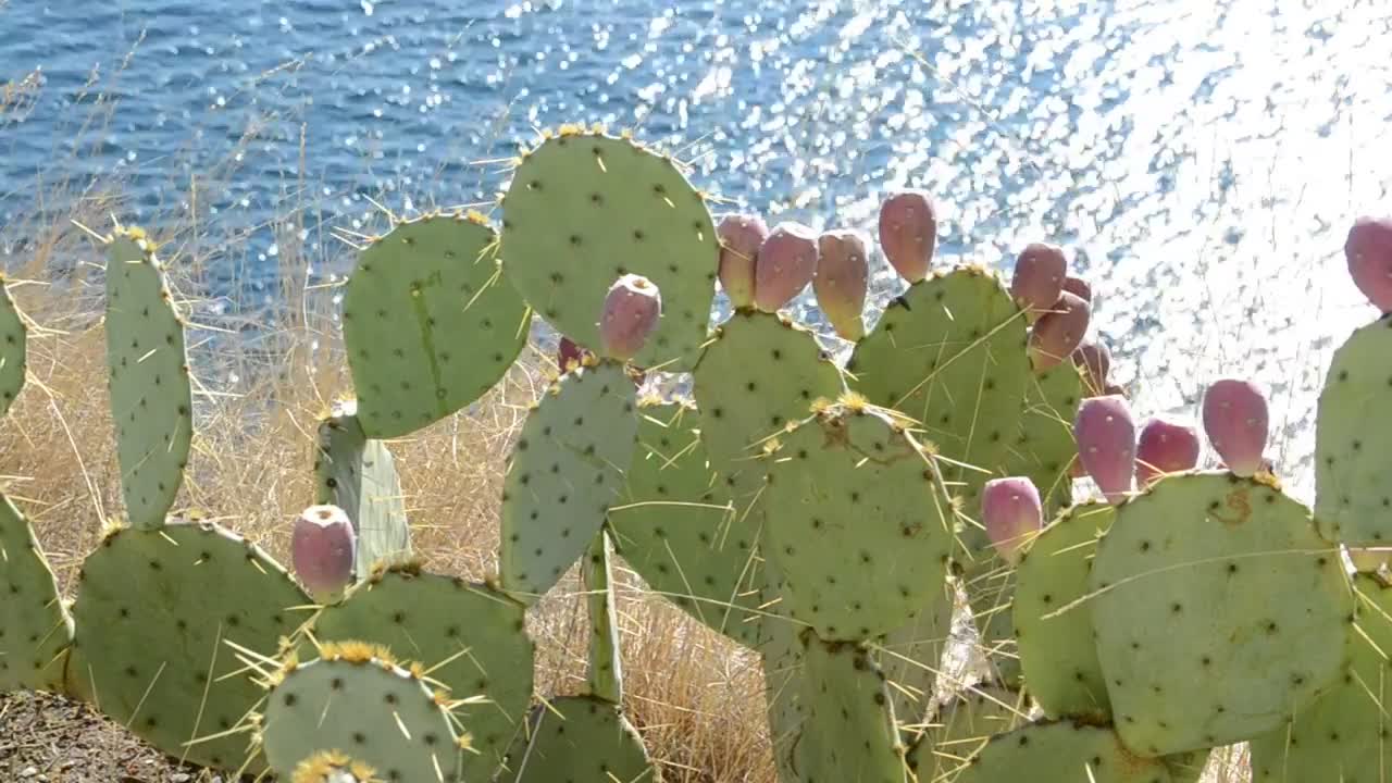 Video Stock Cactuses By The Ocean Live Wallpaper For PC