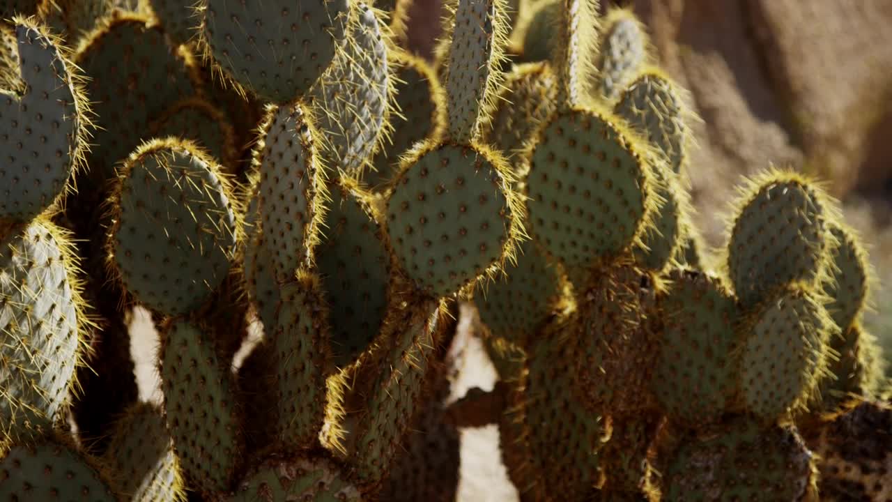 Video Stock Cactus Plant On A Sunny Day Live Wallpaper For PC