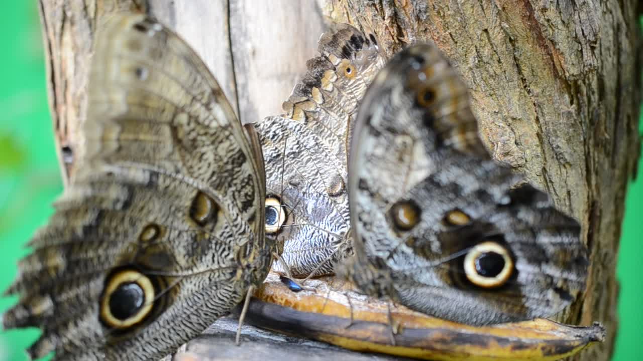 Video Stock Butterfly With Round Markings Live Wallpaper For PC