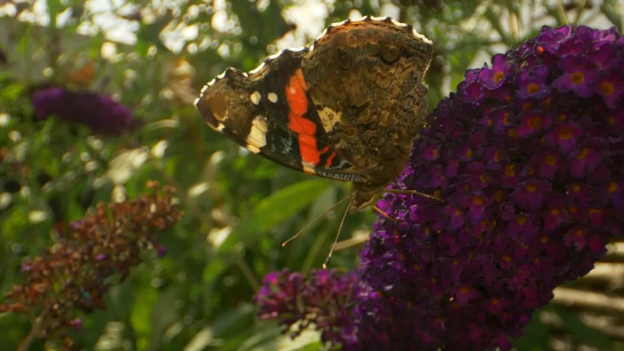 Video Stock Butterfly With Dark Patterns Live Wallpaper For PC