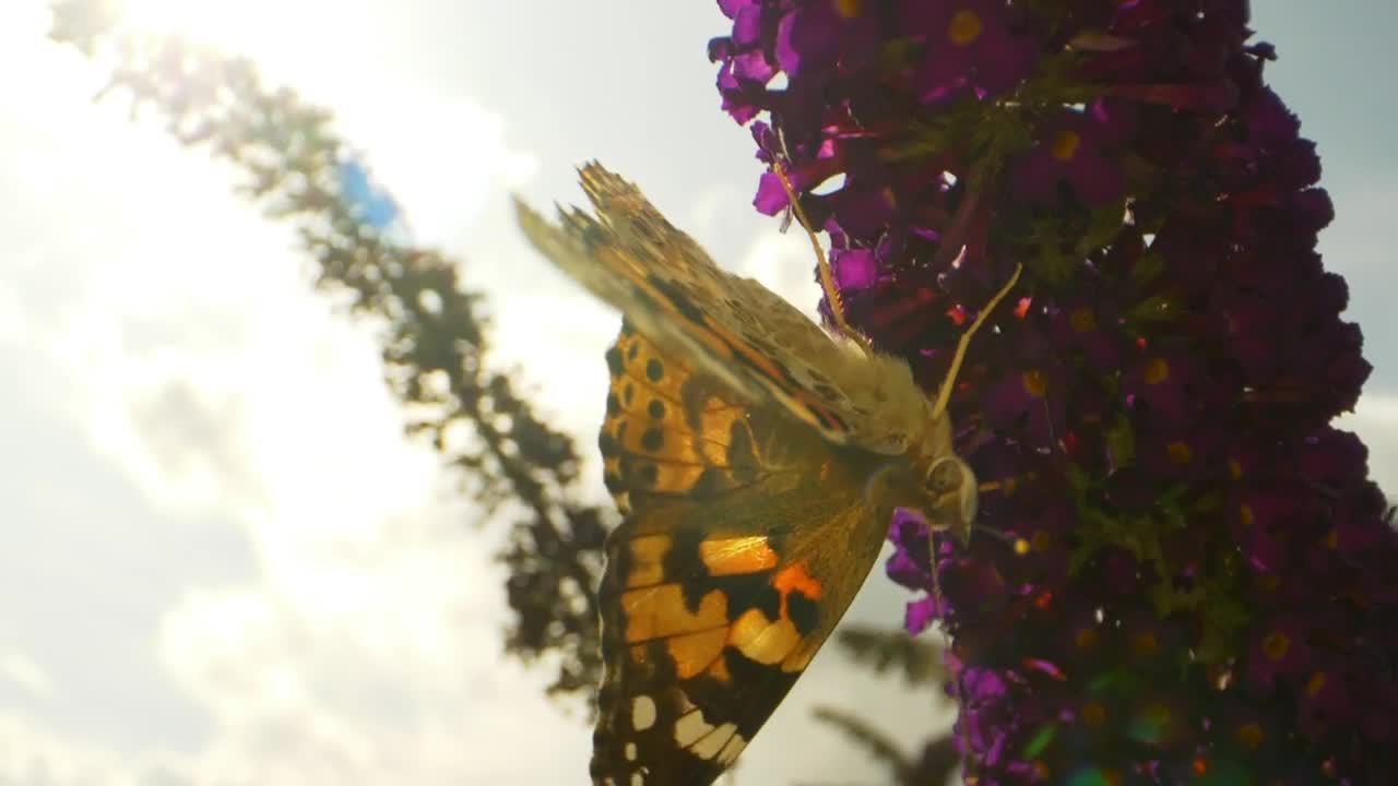 Video Stock Butterfly Walking On Flowers Live Wallpaper For PC