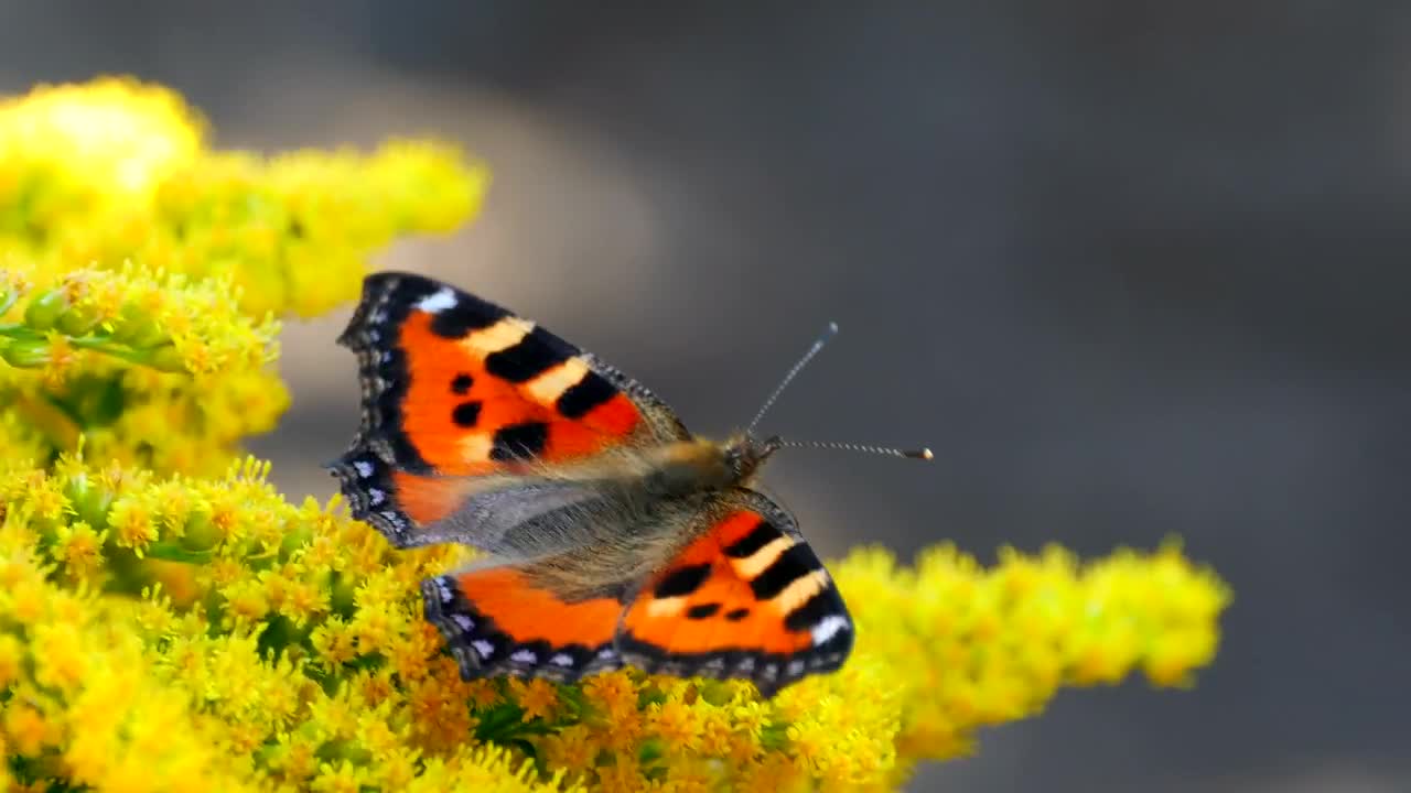 Video Stock Butterfly Standing Over Yellow Moving Flower Live Wallpaper For PC