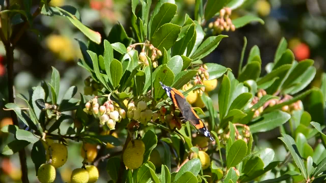 Video Stock Butterfly Sitting On Wildflowers Live Wallpaper For PC